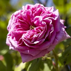 WILLEMSE FRANCE - Rosier bourbon grimpant mme isaac pereire - le pot / 4l / hauteur livrée 15-40cm