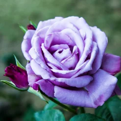 WILLEMSE FRANCE - Rosier buisson violet - la pièce en racine nue / 2+ branches, vendu par lot de 4