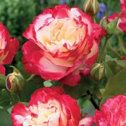 WILLEMSE FRANCE - Rosier buisson double delight - la pièce en racine nue / 3+ branches