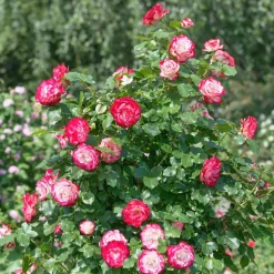 WILLEMSE FRANCE - Rosier buisson double delight - la pièce en racine nue / 3+ branches