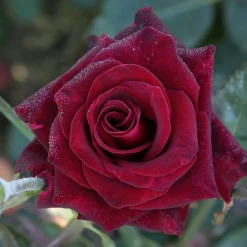 WILLEMSE FRANCE - Rosier buisson black baccara ® meidebenne - la pièce en racine nue / 3+ branches