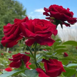 WILLEMSE FRANCE - Rosier buisson barkarole - la pièce en racine nue / 3+ branches, vendu par lot de 2