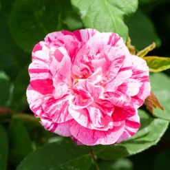 WILLEMSE FRANCE - Rosier botanique ferdinand pichard - la pièce en racine nue / 2+ branches, vendu par lot de 2