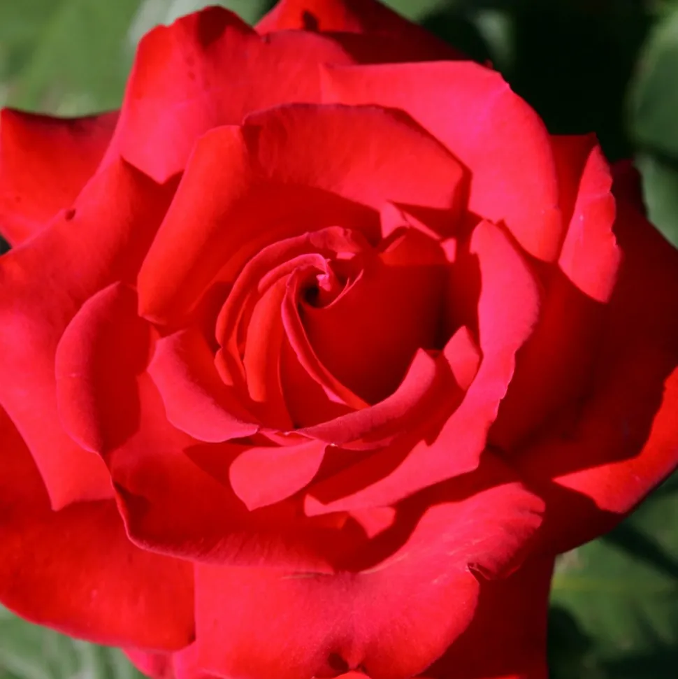 WILLEMSE FRANCE - Rosier buisson grande amore ® - la motte / 3+ branches, vendu par lot de 2