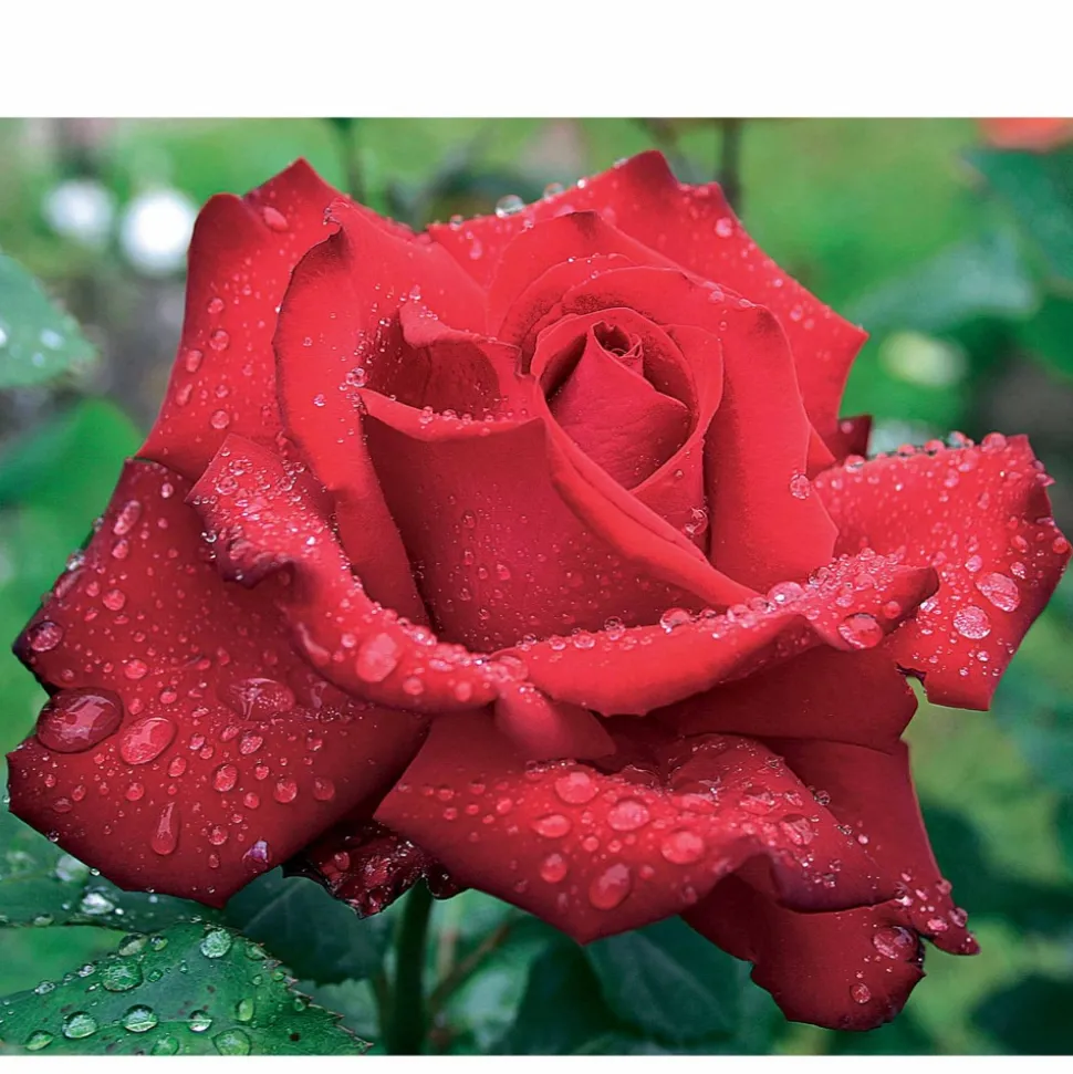 WILLEMSE FRANCE - Rosier buisson grande amore ® - la motte / 3+ branches, vendu par lot de 2