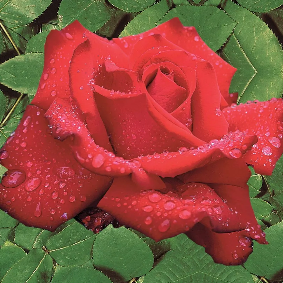 WILLEMSE FRANCE - Rosier buisson grande amore ® - la motte / 3+ branches, vendu par lot de 2