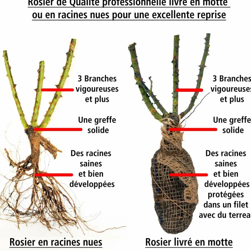 WILLEMSE FRANCE - Rosier buisson grande amore ® - la motte / 3+ branches, vendu par lot de 2