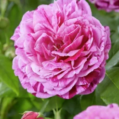 WILLEMSE FRANCE - Rosier botanique ferdinand pichard - la pièce en racine nue / 2+ branches