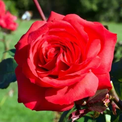 WILLEMSE FRANCE - Rosier buisson mr lincoln - la motte / 3+ branches