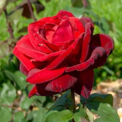 WILLEMSE FRANCE - Rosier buisson mr lincoln - la motte / 3+ branches