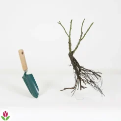 WILLEMSE FRANCE - Rosier buisson double delight - la motte / 3+ branches, vendu par lot de 2