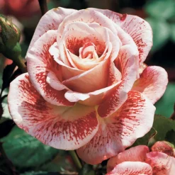 WILLEMSE FRANCE - Rosier buisson famosa - la motte / 3+ branches, vendu par lot de 2