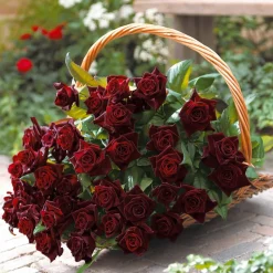 WILLEMSE FRANCE - Rosier buisson black baccara ® meidebenne - la pièce en racine nue / 3+ branches, vendu par lot de 2