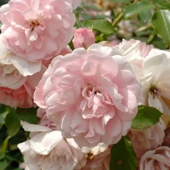 WILLEMSE FRANCE - Rosier bonica 82® - la pièce en racine nue / 3+ branches