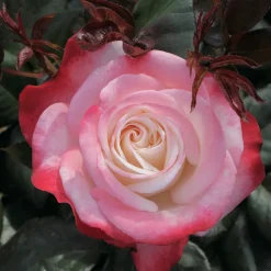 WILLEMSE FRANCE - Rosier buisson nostalgie ® - la pièce en racine nue / 3+ branches