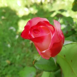 WILLEMSE FRANCE - Rosier buisson nostalgie ® - la pièce en racine nue / 3+ branches