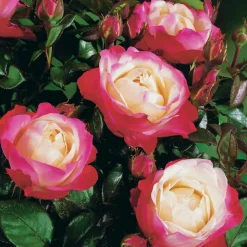 WILLEMSE FRANCE - Rosier buisson nostalgie ® - la pièce en racine nue / 3+ branches