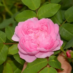 WILLEMSE FRANCE - Rosier comte de chambord - la pièce en racine nue / 3+ branches