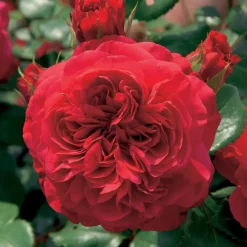 WILLEMSE FRANCE - Rosier floribunda red leonardo da vinci ® meiangele - la motte / 3+ branches