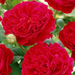 WILLEMSE FRANCE - Rosier floribunda red leonardo da vinci ® meiangele - la motte / 3+ branches
