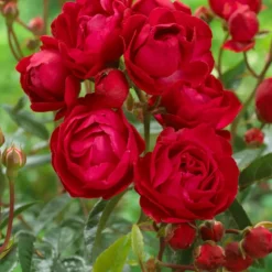 WILLEMSE FRANCE - Rosier fête des mères - le pot / 3l / hauteur livrée 15-40cm, vendu par lot de 2