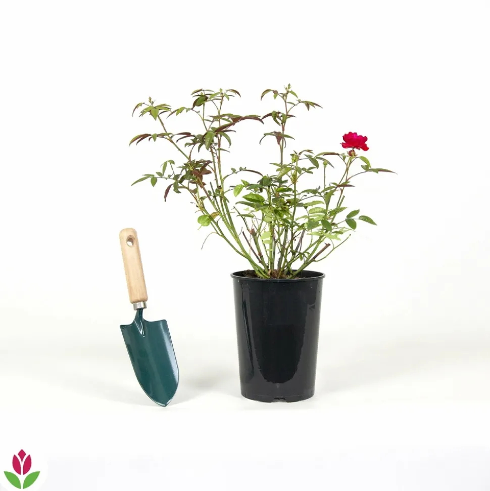 WILLEMSE FRANCE - Rosier fête des mères - le pot / 3l / hauteur livrée 15-40cm, vendu par lot de 2