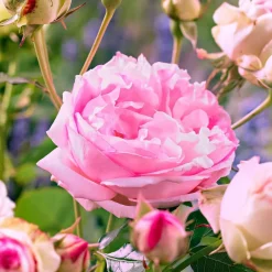 WILLEMSE FRANCE - Rosier floribunda leonardo da vinci ® medeauri - la motte / 3+ branches, vendu par lot de 2