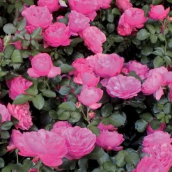 WILLEMSE FRANCE - Rosier floribunda leonardo da vinci ® medeauri - la motte / 3+ branches, vendu par lot de 2