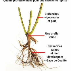 WILLEMSE FRANCE - Rosier floribunda leonardo da vinci ® medeauri - la motte / 3+ branches, vendu par lot de 2