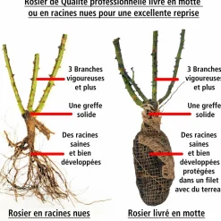 WILLEMSE FRANCE - Rosier floribunda leonardo da vinci ® medeauri - la motte / 3+ branches, vendu par lot de 2