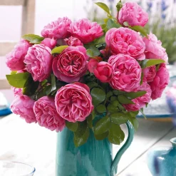 WILLEMSE FRANCE - Rosier floribunda leonardo da vinci ® medeauri - la pièce en racine nue / 3+ branches