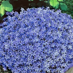 WILLEMSE FRANCE - Rosier grimpant rose - la pièce en racine nue / 2+ branches, vendu par lot de 2