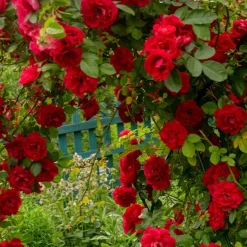 WILLEMSE FRANCE - Rosier grimpant musimara - la pièce en racine nue / 3 branches, vendu par lot de 2