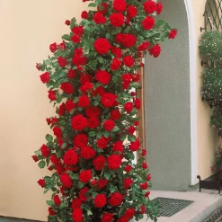 WILLEMSE FRANCE - Rosier grimpant musimara - la pièce en racine nue / 3 branches, vendu par lot de 2