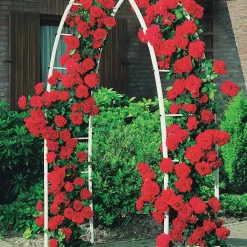 WILLEMSE FRANCE - Rosier grimpant musimara - la pièce en racine nue / 3 branches, vendu par lot de 2