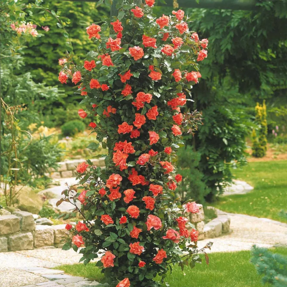 WILLEMSE FRANCE - Rosier grimpant métanoïa - la pièce en racine nue / 3 branches, vendu par lot de 2