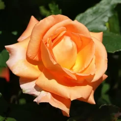 WILLEMSE FRANCE - Rosier grimpant métanoïa - la pièce en racine nue / 3 branches, vendu par lot de 2