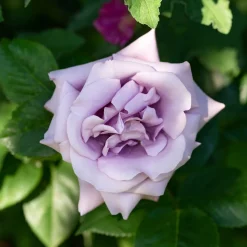 WILLEMSE FRANCE - Rosier grimpant indigoletta - la pièce en racine nue / 3 branches, vendu par lot de 2