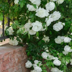 WILLEMSE FRANCE - Rosier grimpant blanc - la pièce en racine nue / 2+ branches