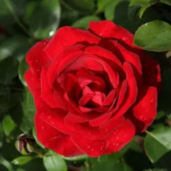 WILLEMSE FRANCE - Rosier grimpant santana ® - la pièce en racine nue / 3 branches