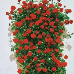 WILLEMSE FRANCE - Rosier grimpant santana ® - la pièce en racine nue / 3 branches