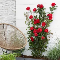 WILLEMSE FRANCE - Rosier grimpant crazy in love rouge - le pot / ø 15cm / hauteur livrée 40-50cm