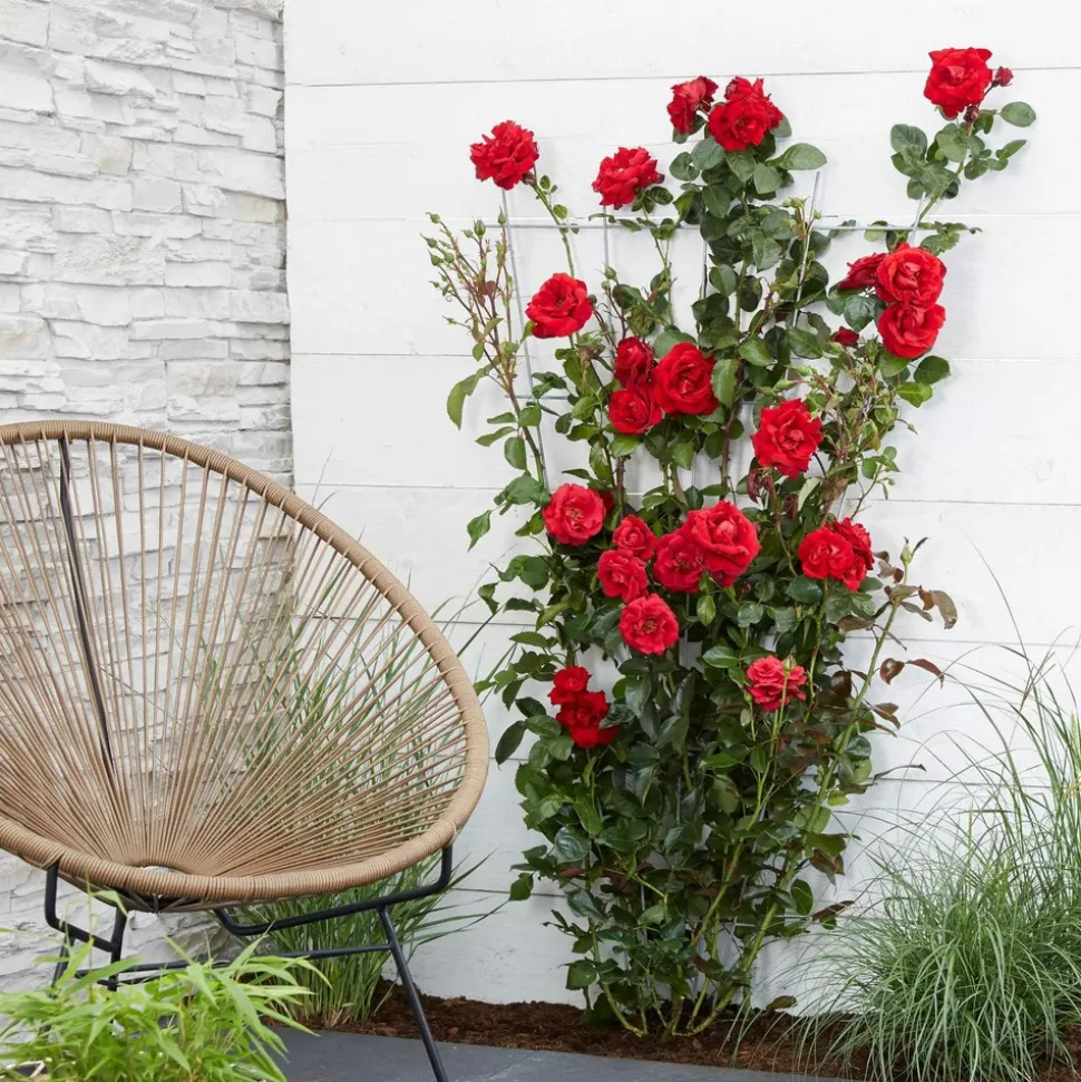 WILLEMSE FRANCE - Rosier grimpant crazy in love rouge - le pot / ø 15cm / hauteur livrée 40-50cm