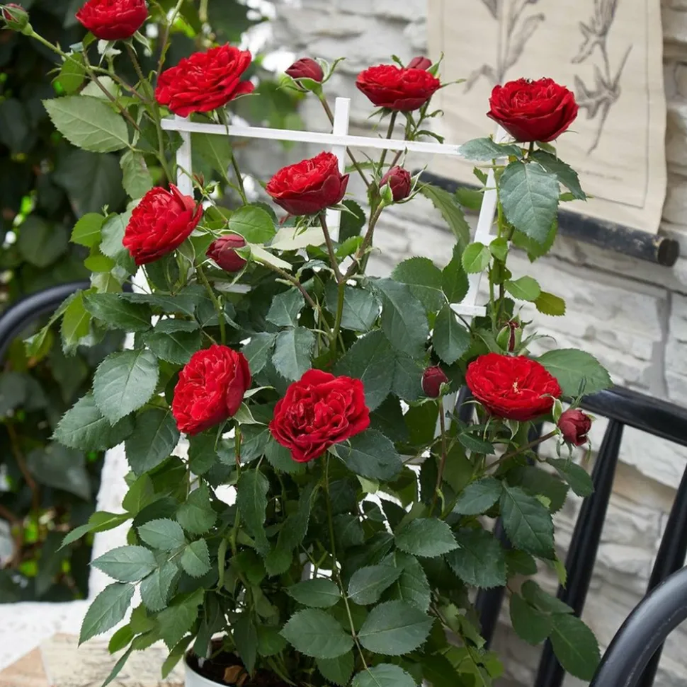 WILLEMSE FRANCE - Rosier grimpant crazy in love rouge - le pot / ø 15cm / hauteur livrée 40-50cm