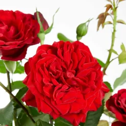 WILLEMSE FRANCE - Rosier grimpant crazy in love rouge - le pot / ø 15cm / hauteur livrée 40-50cm