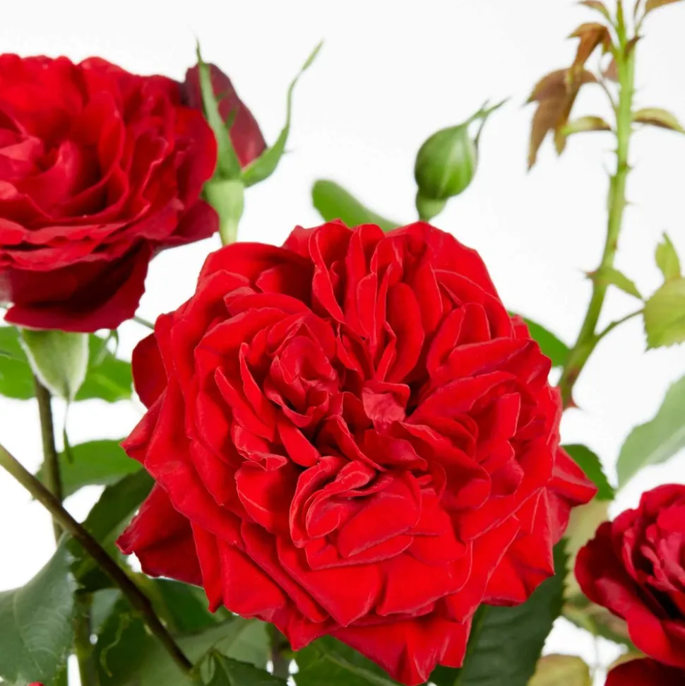 WILLEMSE FRANCE - Rosier grimpant crazy in love rouge - le pot / ø 15cm / hauteur livrée 40-50cm