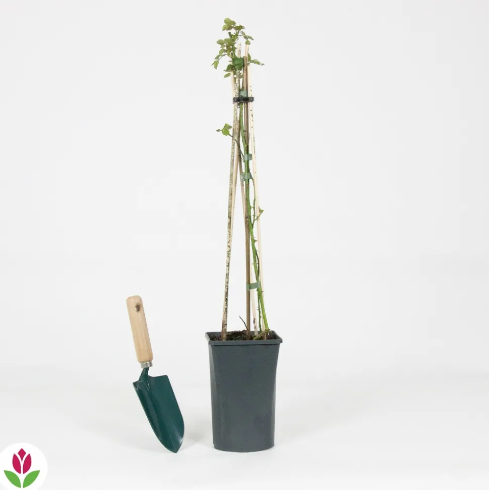 WILLEMSE FRANCE - Rosier grimpant crazy in love rouge - le pot / ø 15cm / hauteur livrée 40-50cm