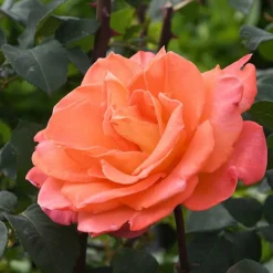 WILLEMSE FRANCE - Rosier grimpant métanoïa - la pièce en racine nue / 3 branches