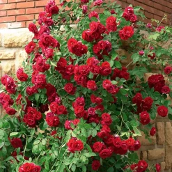 WILLEMSE FRANCE - Rosier grimpant rouge - la pièce en racine nue / 2 branches, vendu par lot de 2