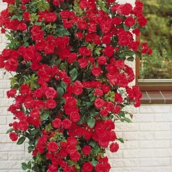 WILLEMSE FRANCE - Rosier grimpant rouge - la pièce en racine nue / 2 branches, vendu par lot de 2